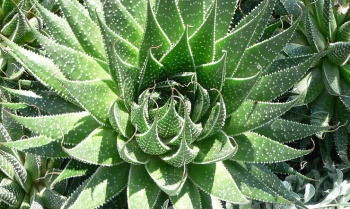 Aloes - panaceum, czy niebezpieczna trucizna