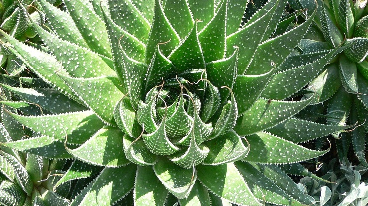 Aloes - panaceum, czy niebezpieczna trucizna