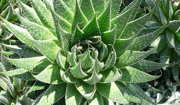 Aloes - panaceum, czy niebezpieczna trucizna