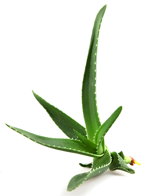 aloes